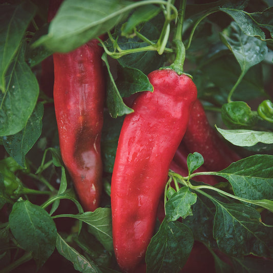 Fresh Hatch Red Chile (Medium — Hot) 